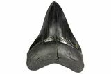 Serrated, Fossil Megalodon Tooth - South Carolina #137323-1